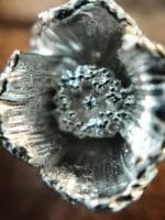 Sidabrinės aguonos – Paveikslėlis 3