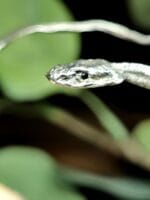 Žalčio apyrankė – Paveikslėlis 10