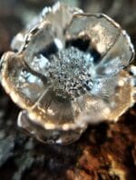 Sidabrinės plukės – Paveikslėlis 3