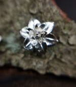 Sidabrinės lelijos – Paveikslėlis 2