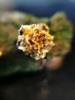 Auksuoti gvazdikai – Paveikslėlis 2