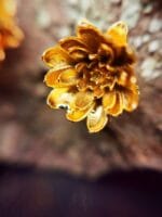 Auksuota vandens lelija – Paveikslėlis 2