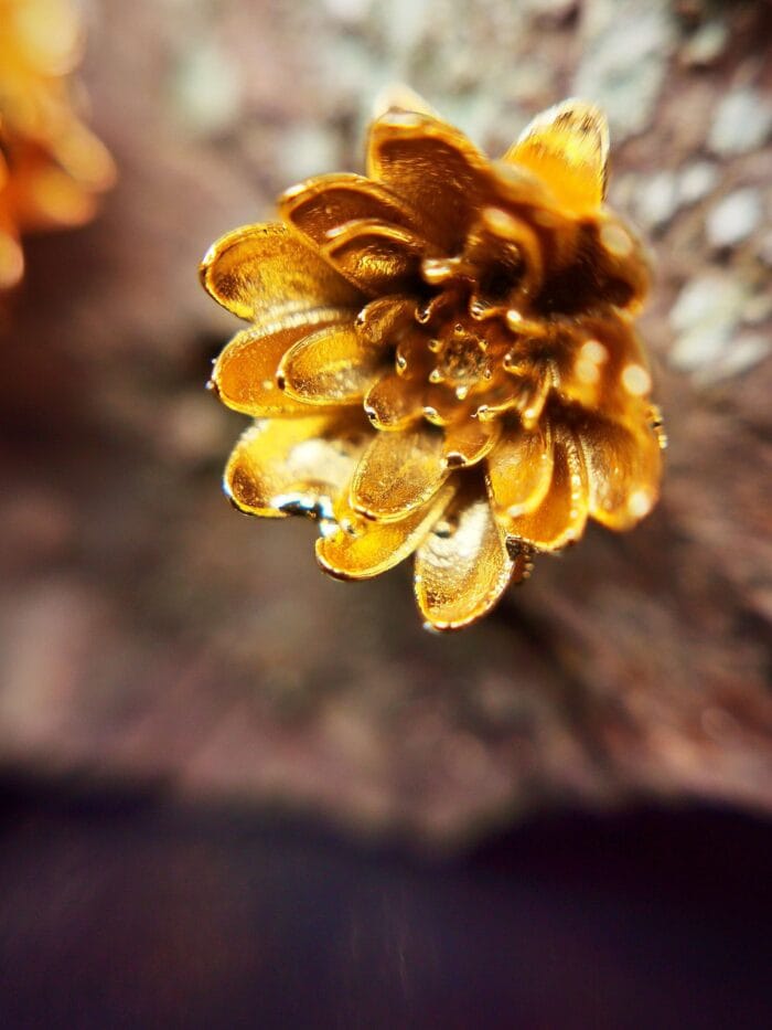 Auksuota vandens lelija – Paveikslėlis 2