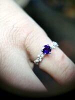 Rosa Obscura – Paveikslėlis 3