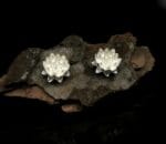 Sidabrinės vandens lelijos – Paveikslėlis 2