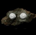 Sidabriniai jurginai – Paveikslėlis 2