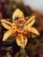 Auksuoti narcizai – Paveikslėlis 2