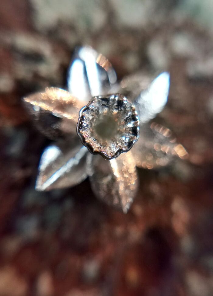 Sidabriniai narcizai – Paveikslėlis 4