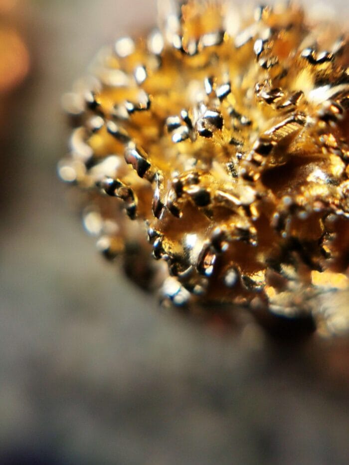 Auksuoti gvazdikai – Paveikslėlis 3