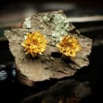 Auksuota vandens lelija