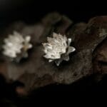 Sidabrinės vandens lelijos