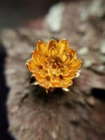 Auksuota vandens lelija – Paveikslėlis 3