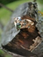 Amžinas pavasaris – Paveikslėlis 8