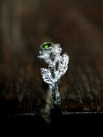 Žalioji ragana – Paveikslėlis 2